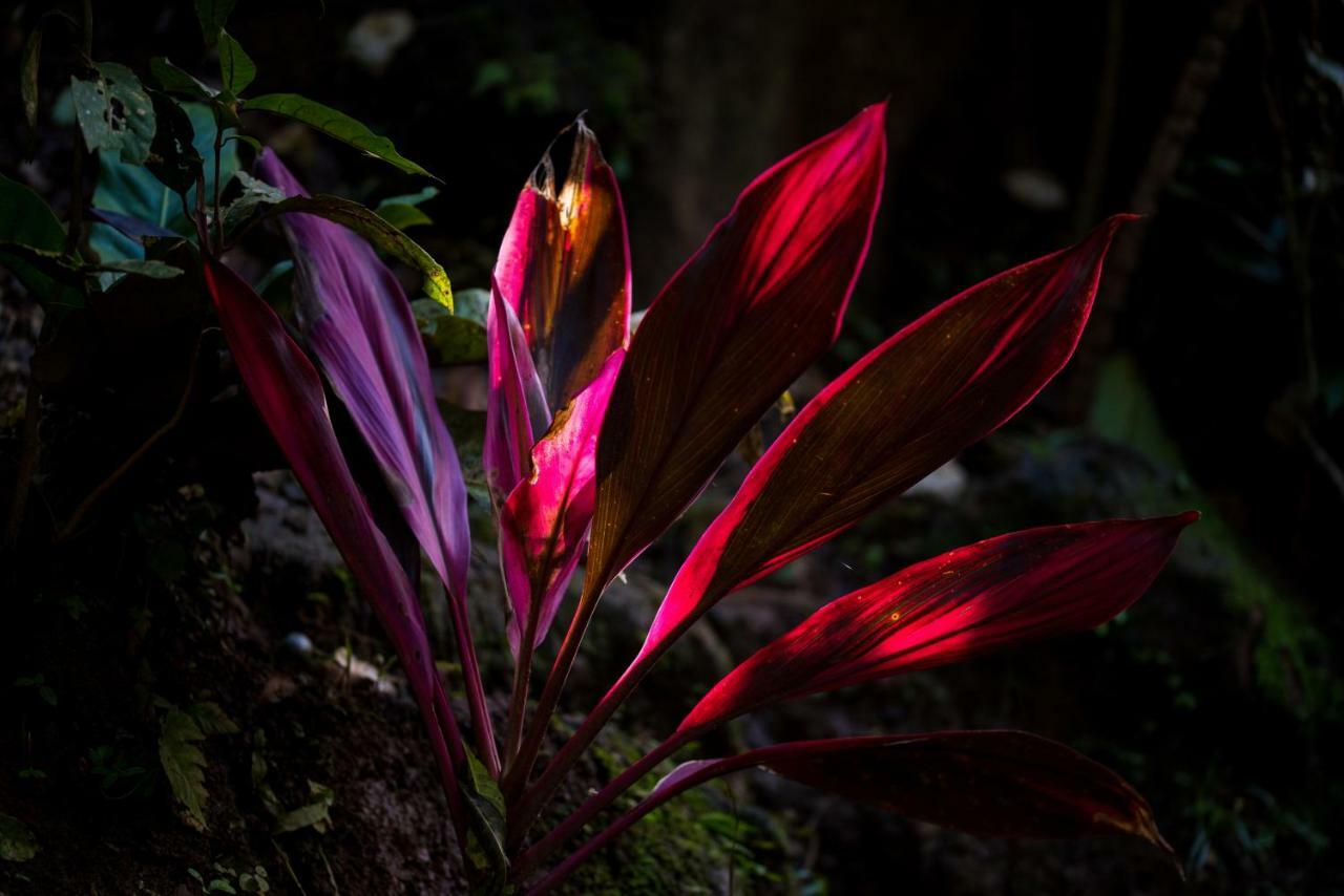 Volcano Gold Loft La Fortuna Luaran gambar